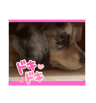 ヌゥアの日常（個別スタンプ：5）