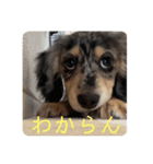 ヌゥアの日常（個別スタンプ：6）