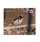 プイの鳥2（別）（個別スタンプ：1）