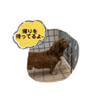 愛犬ことらの使えるスタンプ(11)（個別スタンプ：20）