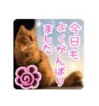 リアル猫♡らぶ♪にゃんこ♡Love♡5（個別スタンプ：10）