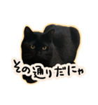 黒猫ニケちゃん2（個別スタンプ：11）