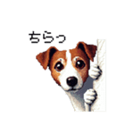 ドット絵 ジャックラッセルテリア 40種（個別スタンプ：29）