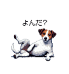 ドット絵 ジャックラッセルテリア 40種（個別スタンプ：36）