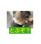 動く・キジ白猫とキジトラ猫（個別スタンプ：7）