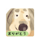 かわいい犬の日常会話（個別スタンプ：11）