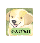 かわいい犬の日常会話（個別スタンプ：14）