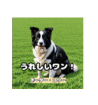 Global Dogs Stickers（個別スタンプ：5）