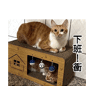 my neko 可愛くてごめんね 1（個別スタンプ：1）