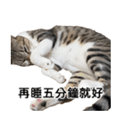 my neko 可愛くてごめんね 1（個別スタンプ：13）