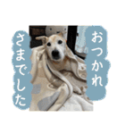 ブライアンと仲間たちPart2（個別スタンプ：1）
