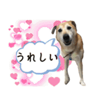 ブライアンと仲間たちPart2（個別スタンプ：4）