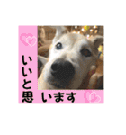 ブライアンと仲間たちPart2（個別スタンプ：9）