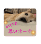 ブライアンと仲間たちPart2（個別スタンプ：10）