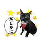 ブライアンと仲間たちPart2（個別スタンプ：12）