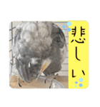 ブライアンと仲間たちPart2（個別スタンプ：16）