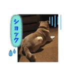 ブライアンと仲間たちPart2（個別スタンプ：17）