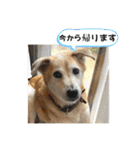 ブライアンと仲間たちPart2（個別スタンプ：29）