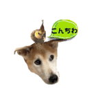 ブライアンと仲間たちPart2（個別スタンプ：31）