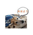 ブライアンと仲間たちPart2（個別スタンプ：34）