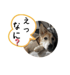 ブライアンと仲間たちPart2（個別スタンプ：38）