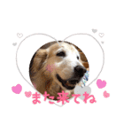 愛犬ANZU♡（個別スタンプ：2）
