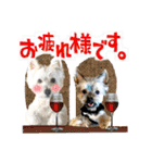ウェスティ＆ヨーキー（個別スタンプ：1）