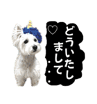 ウェスティ＆ヨーキー（個別スタンプ：5）