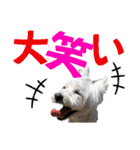 ウェスティ＆ヨーキー（個別スタンプ：6）