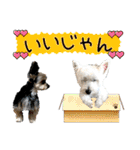 ウェスティ＆ヨーキー（個別スタンプ：7）