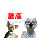 ウェスティ＆ヨーキー（個別スタンプ：9）