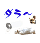 ウェスティ＆ヨーキー（個別スタンプ：10）