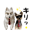 ウェスティ＆ヨーキー（個別スタンプ：12）