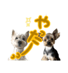 ウェスティ＆ヨーキー（個別スタンプ：13）