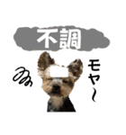 ウェスティ＆ヨーキー（個別スタンプ：16）