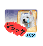 ウェスティ＆ヨーキー（個別スタンプ：17）