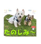 ウェスティ＆ヨーキー（個別スタンプ：18）