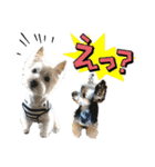 ウェスティ＆ヨーキー（個別スタンプ：20）