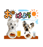 ウェスティ＆ヨーキー（個別スタンプ：21）