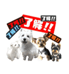 ウェスティ＆ヨーキー（個別スタンプ：22）