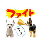 ウェスティ＆ヨーキー（個別スタンプ：23）