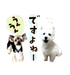 ウェスティ＆ヨーキー（個別スタンプ：26）