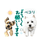 ウェスティ＆ヨーキー（個別スタンプ：27）