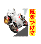 ウェスティ＆ヨーキー（個別スタンプ：28）