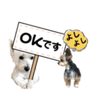 ウェスティ＆ヨーキー（個別スタンプ：29）