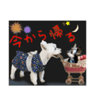 ウェスティ＆ヨーキー（個別スタンプ：30）