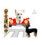 ウェスティ＆ヨーキー（個別スタンプ：31）