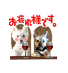 ずっと仲良しウェスティとヨーキー（個別スタンプ：1）