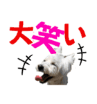 ずっと仲良しウェスティとヨーキー（個別スタンプ：5）