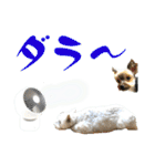 ずっと仲良しウェスティとヨーキー（個別スタンプ：8）